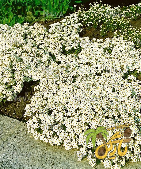 رشاد قفقازی